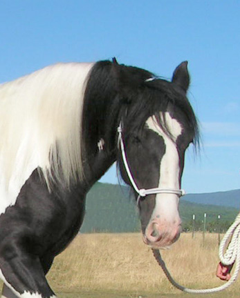 Face of Aisling, Gypsy Vanner Mare