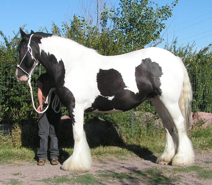 Our largest Gypsy Vanner mare Aisling
