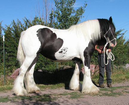 15.1 hh Gypsy Vanner Mare Aisling