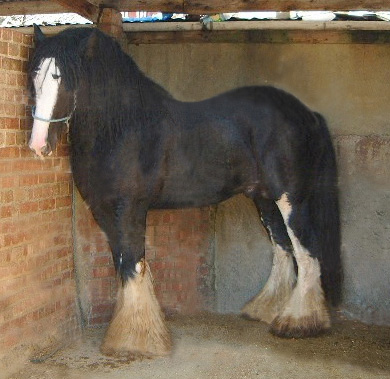 Gypsy Vanner stallion