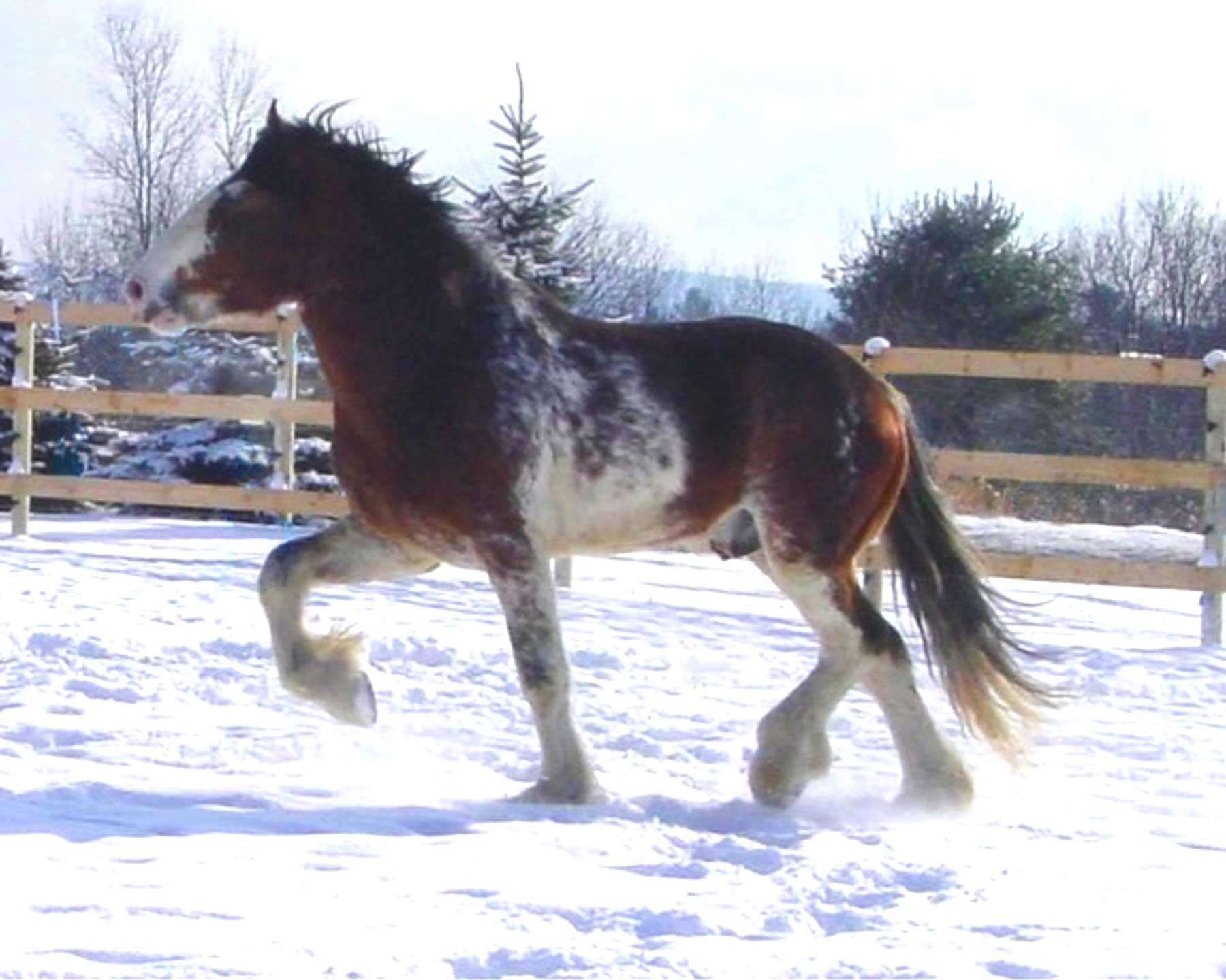 Clydesdale In Snow