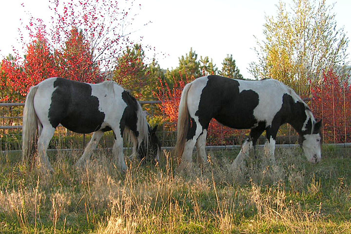 Gypsy Vanner Sisters Peggy and Penny