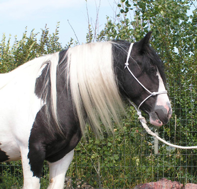 Head study of Peggy, Gypsy Vanner mare