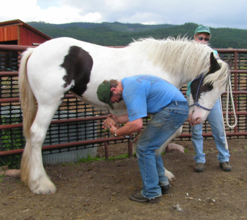 Drum filly Snow gets a trim