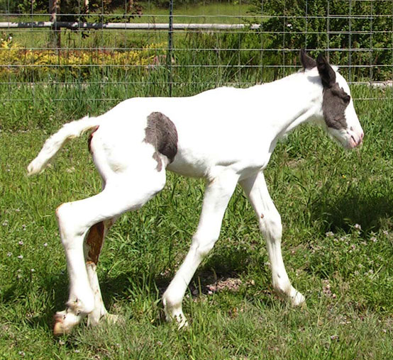 Newborn Drum filly Snow