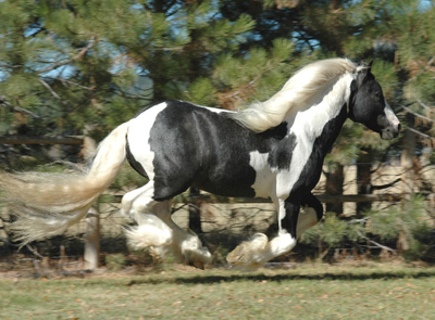 Gypsy Vanner stallion getting air time