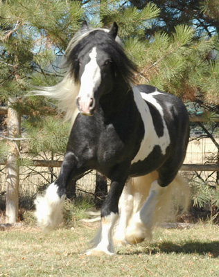 Tali-trot-front-web.jpg