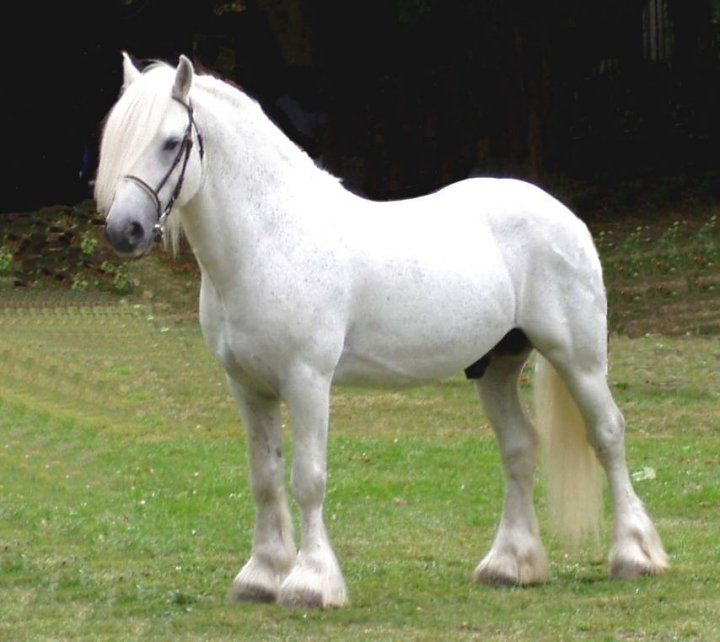 http://www.bigskygypsy.com/Images/fell%20pony%20stallion.jpg