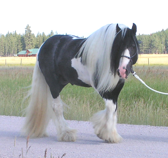 Gypsy Vanner Horses for Mystery ranch 7-11%20Tali%20right%20walk%202
