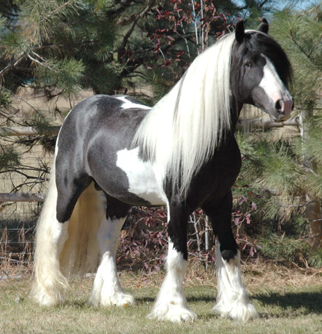 They are also known as Gypsy Vanners, Gypsy Horses, Irish Cobs, 